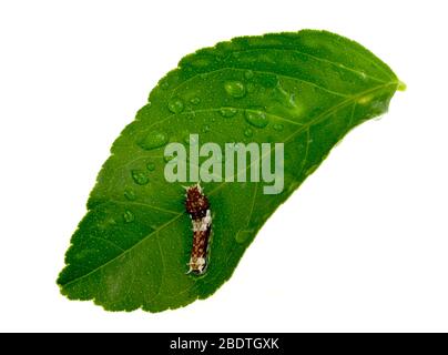 Vista di un Papilio Aegeus, una grande farfalla di agrumi, Early Instar Caterpillar su una foglia di agrumi Foto Stock