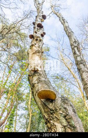 Il fungo della staffa del polifore della betulla (Fomitopsis betulina) che cresce dal tronco di un betulla d'argento morente (Betula pendula) albero nei boschi in Surrey, Regno Unito Foto Stock