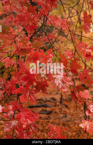 Goccioline di pioggia d'autunno illuminano le foglie della cascata nella riserva del Ramsey Canyon, Hereford, Arizona, USA. Foto Stock