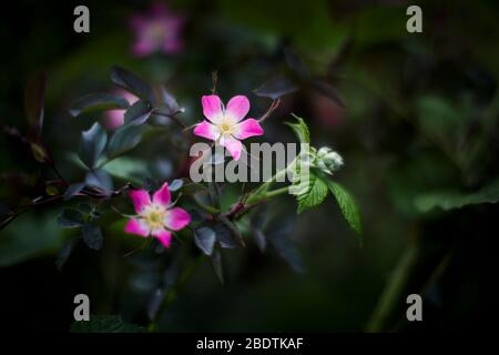 Fiori di rosa di un rosehip in un giorno estivo a Berlino, Germania Foto Stock
