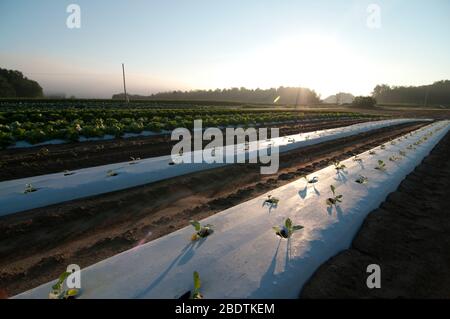 Colture di ortaggi recentemente piantate in file coperte di plastica Foto Stock