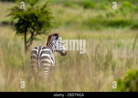 una zebra si trova nell'erba alta e guarda nella nostra direzione Foto Stock