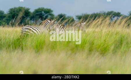 un gruppo di zebra si trova nell'alto prato Foto Stock