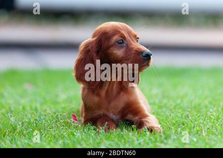 Cane rosso irlandese in campo Foto Stock