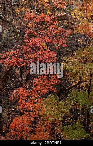 Goccioline di pioggia d'autunno illuminano le foglie della cascata nella riserva del Ramsey Canyon, Hereford, Arizona, USA. Foto Stock