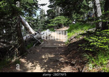Vista panoramica del sentiero escursionistico sull'Hurricane Ridge Foto Stock