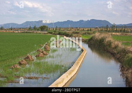 I campi di riso coltivati nel Parco Nazionale di Albufera si trovano vicino ad una strada trafficata nella provincia di Valencia (Spagna) Foto Stock