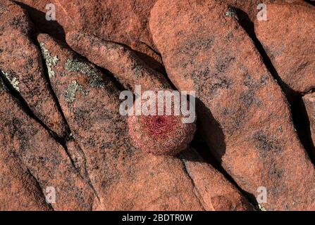 Arcobaleno Hedgehog Cactus o arcobaleno Cactus, (Echinocereus rigidissimus), protetto piante native che sono minacciati e in pericolo e salvataggio di limitare Foto Stock