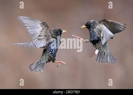 Starlings che combattono in midair o che persicchia Foto Stock