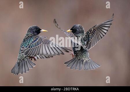 Starlings che combattono in midair o che persicchia Foto Stock