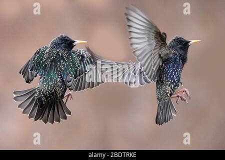 Starlings che combattono in midair o che persicchia Foto Stock