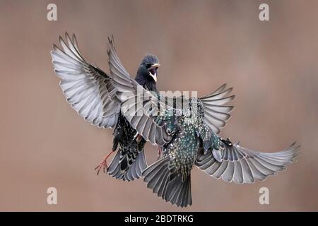 Starlings che combattono in midair o che persicchia Foto Stock