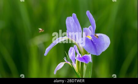 Il Violet iris fiori (Iris germanica) su sfondo verde sfocato giardino naturale Foto Stock