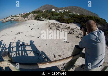 Pinguini africani, Spheniscus demersus, rookery sulla spiaggia dalla piattaforma di osservazione con ombre e case sullo sfondo con l'uomo che scatta foto, Boulders Foto Stock