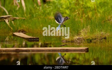 Uccello di Jay blu con Wings sparso in volo che rallenta a terra su ceppo che galleggianti in stagno con riflessione di precisione in acqua in stagno con verde Foto Stock