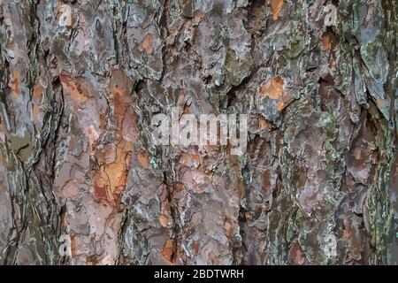 Abstract immagine multicolore, realizzata con una spazzola. Illustrazione Vettoriale