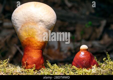 Ganoderma specie di funghi polipori che crescono su tronco di albero caduto - Pigah National Forest, Brevard, North Carolina, USA Foto Stock