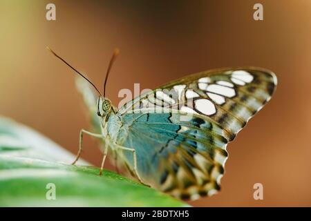 Clipper blu (Parthenos sylvia lilacinus) seduto su una foglia, Germania Foto Stock