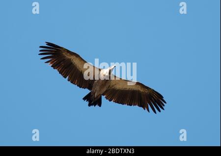 Capo Vulture, Gyps coprotheres, in volo, Parco Nazionale Kruger, provincia di Mpumalanga, Sudafrica, Africa Foto Stock