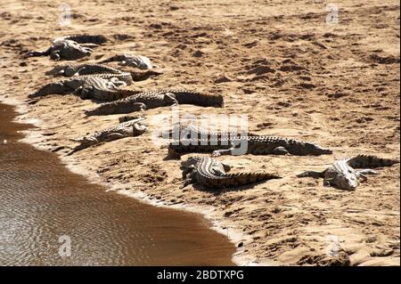 Bask di Crocodiles del Nilo, Crocodylus niloticus, sulla riva sabbiera dal fiume, Parco Nazionale di Kruger, provincia di Mpumalanga, Sudafrica, Africa Foto Stock