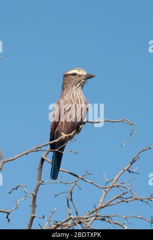 Rullo viola, Coracias naavia, sul ramoscello, Parco Nazionale Kruger, provincia di Mpumalanga, Sudafrica, Africa Foto Stock