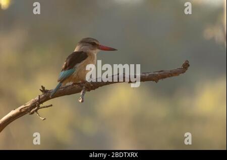 Brownhooded Kingfisher, Halcyon albiventris, sul ramoscello, Parco Nazionale di Kruger, provincia di Mpumalanga, Sudafrica, Africa Foto Stock