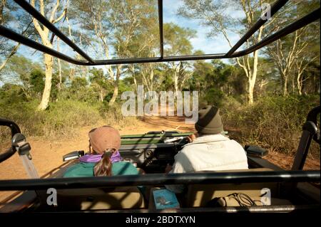 Tourist in game drive veicolo che guida attraverso la foresta di alberi di febbre gialla, Acacia xanthophloea, Kruger National Park, provincia di Mpumalanga Foto Stock