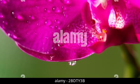 Gocce d'acqua su un'orchidea rosa - macro Foto Stock