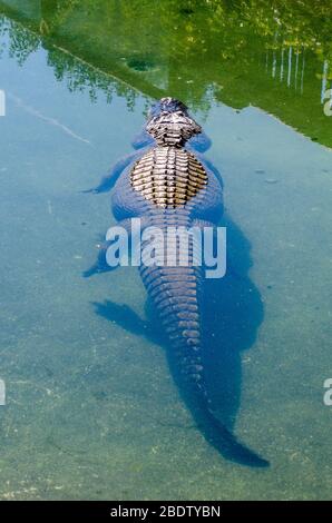 Piscina di alligatore lontano in chiaro verde acqua Foto Stock