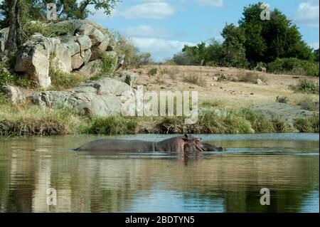 Hippopotamus, Hippopotamus anfibio, vulnerabile, parzialmente sommerso in acqua, Parco Nazionale di Kruger, provincia di Mpumalanga, Sudafrica, Africa Foto Stock