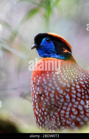 Tragopan maschio adulto di Temminck nella Riserva Naturale Nazionale di Tangjiahe, Sichuan, Cina Foto Stock