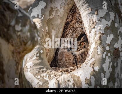 Grande Gufo cornuto in una struttura ad albero Foto Stock