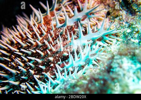 Corona di spine Panamic stella di mare, mare di Cortez, Oceano Pacifico, Messico, Nord America, colore Foto Stock