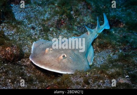 Un gigante raggio elettrico (entemedor Narcine) si trova in attesa sul fondo dell'oceano, Socorro, Revillagigedo Islands, Messico, Oceano Pacifico orientale, colore Foto Stock