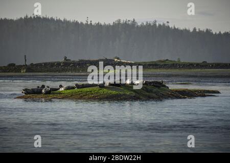 Foreste, isole e montagne stanno facendo strati durante il sole in Tofino Canada. Foto Stock