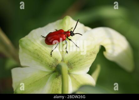 Un batolo di Lily rosso, Liliocerus lilli, che si nutra di un fritillario bianco con testa di serpente, Fritillaria meleagris, fiore in primavera. Foto Stock