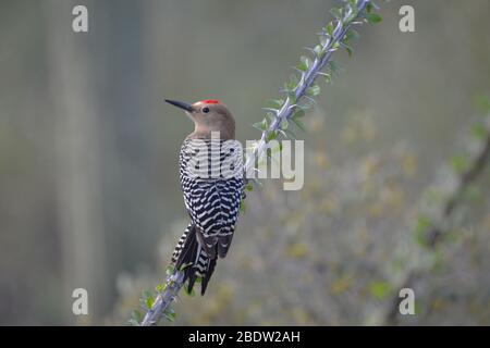 Il maschio Cactus Wren arroccato su una filiale di Ocotillo nel deserto dell'Arizona Foto Stock