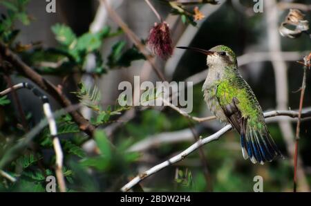 Hummingbird femmina a branella appollaiato su una diramazione Foto Stock