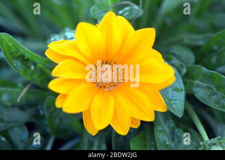 giallo dahlia (famiglia di assaggiatori) nella stagione primaverile Foto Stock