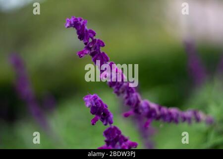 La primavera porta molti fiori in California. Foto Stock