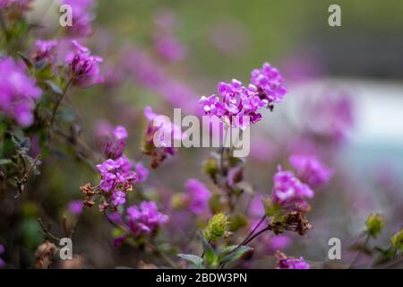 La primavera porta molti fiori in California. Foto Stock