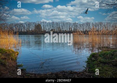 sopra un piccolo lago un'aquila vola nel cielo blu con nuvole bianche Foto Stock