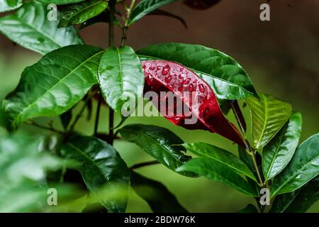 Primo piano di Patina Photinia serrulata, foglie rosse e verdi lucide di una fotenia con gocce d'acqua Foto Stock