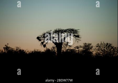 Albero di Baobob, Adansonia digitata, silhouette con nidi di tessitore socievoli, Philetairus socius, all'alba, Parco Nazionale Kruger, provincia di Mpumalanga Foto Stock