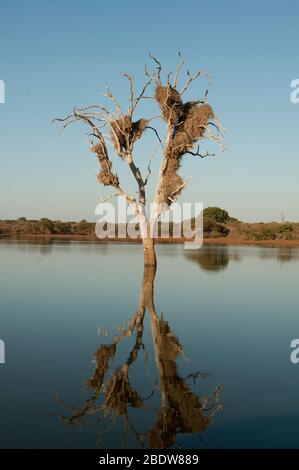 Nidi di Weaver socievole, Filetairus socius, in albero con riflessione in waterhole, Parco Nazionale Kruger, provincia Mpumalanga, Sudafrica, Africa Foto Stock