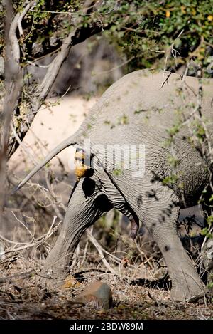 Elephant, Loxoconta africana, defecante a piedi, Parco Nazionale di Kruger, provincia di Mpumalanga, Sudafrica, Africa Foto Stock