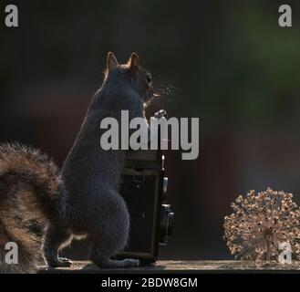 Londra, Regno Unito. 10 aprile 2020. Lo scoiattolo grigio sembra prendere il controllo di un fotoshoot in un giardino suburbano, guardando attraverso il mirino di una fotocamera reflex puntato su una testa di fiore di Allium asciugata. Credit: Malcolm Park/Alamy Live News. Foto Stock