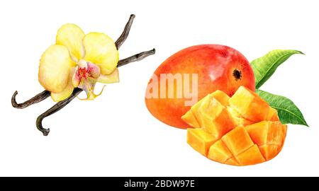 Acquerello alla vaniglia alla frutta di mango isolato su sfondo bianco Foto Stock