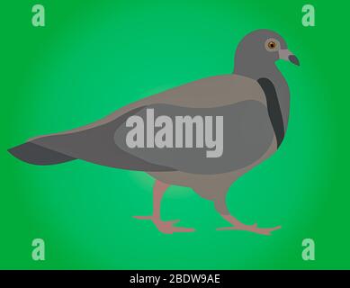 Un'illustrazione grafica di un piccione o colomba da utilizzare come logo o icona Foto Stock