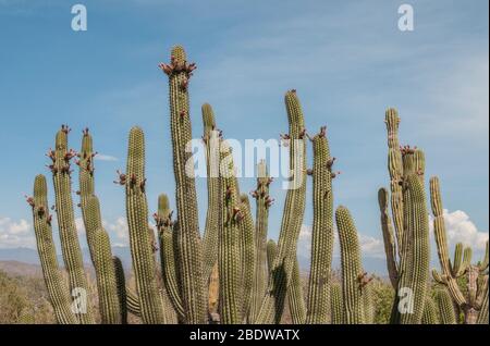 Cactus endemico nella regione della Baja California sur state, vicino Todos Santos, in Messico. Foto Stock